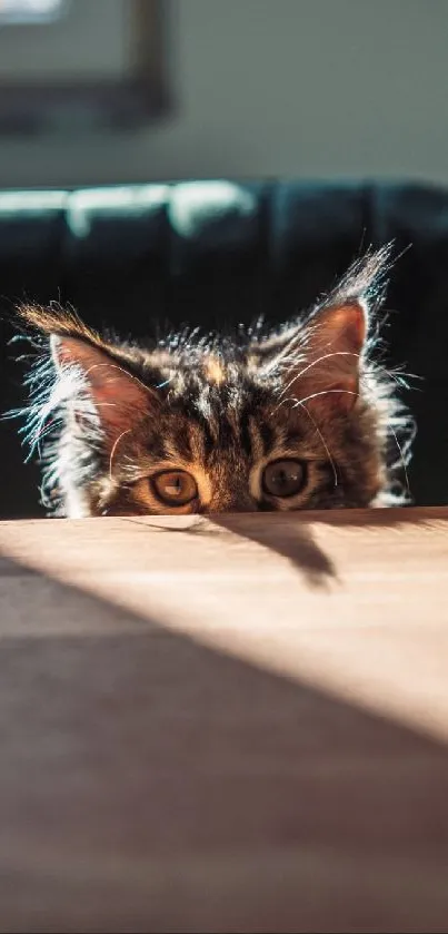 Adorable kitten peeking over a table with playful expression.