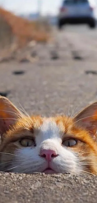 Orange and white cat peeking through a hole on a street.