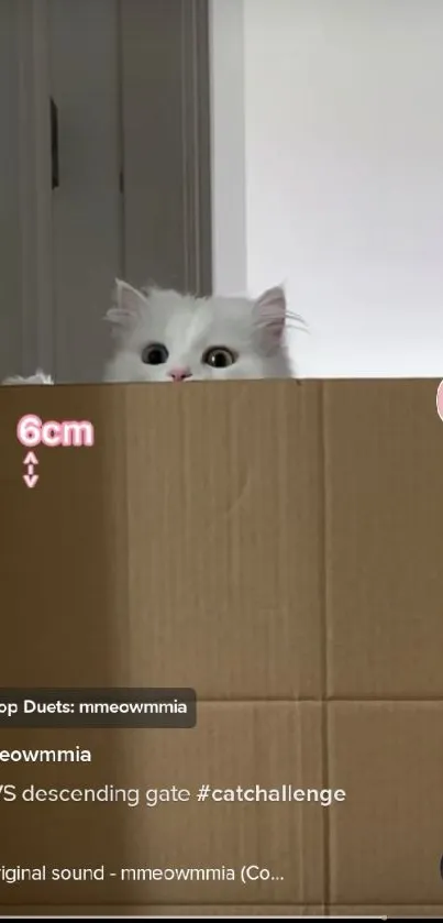 White cat peeking over a cardboard box in TikTok format wallpaper.