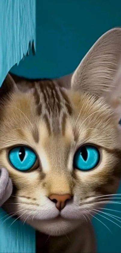 Cute cat with blue eyes peeking through.