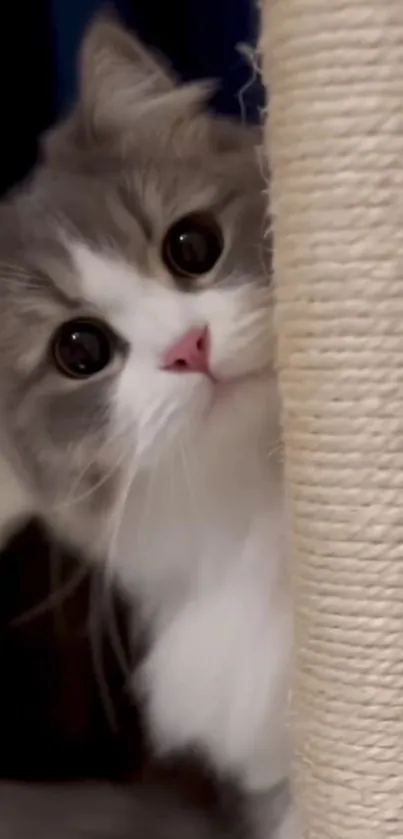 Cute cat peeking over a scratching post.