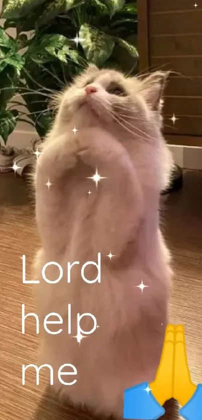 Fluffy white cat praying with text 'Lord help me' and praying emoji.