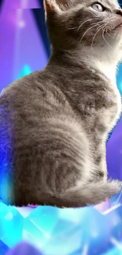 Grey cat sitting among glowing colorful crystals.