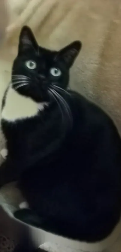 Tuxedo cat sitting on a beige surface, staring with bright eyes.