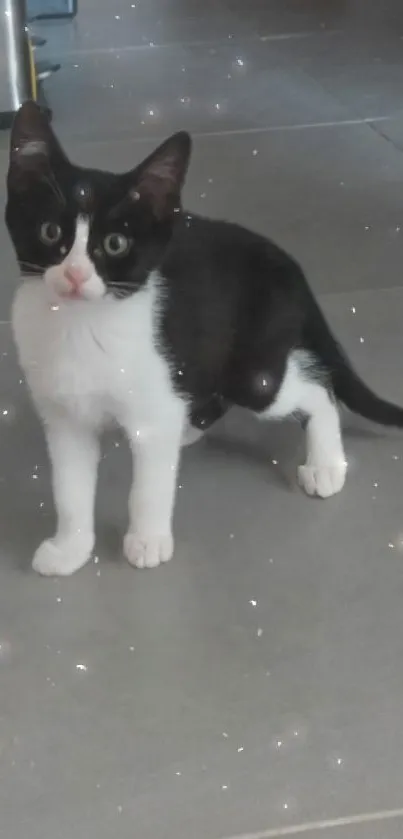 Black and white cat with a starry background.