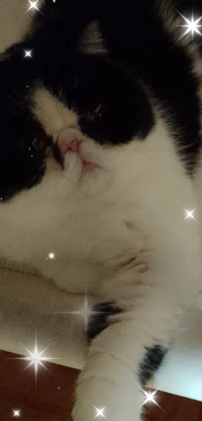 Fluffy black and white cat with sparkling stars.