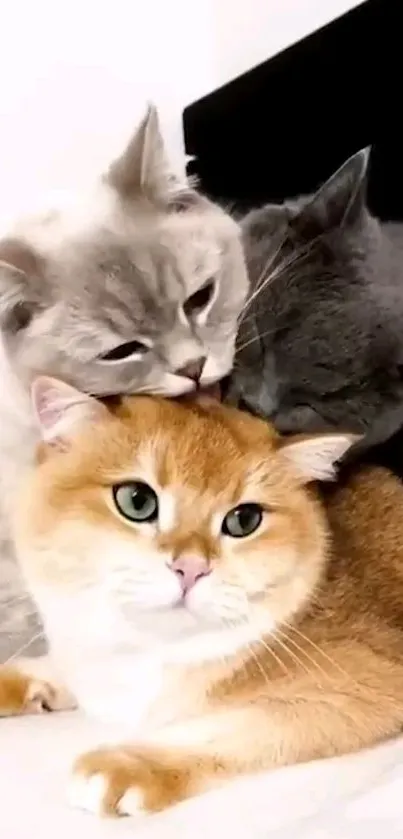 A trio of adorable cats cuddling together on a cozy surface.