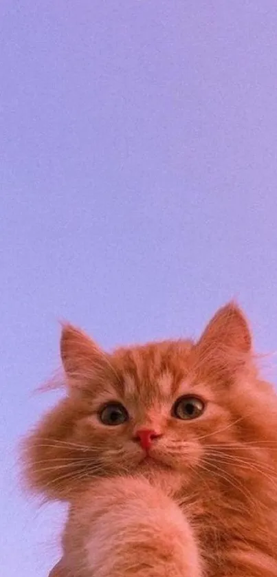 A cute ginger cat under a lavender dusk sky and crescent moon.