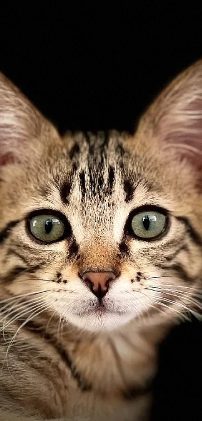 Cute tabby cat with green eyes close-up on black background.