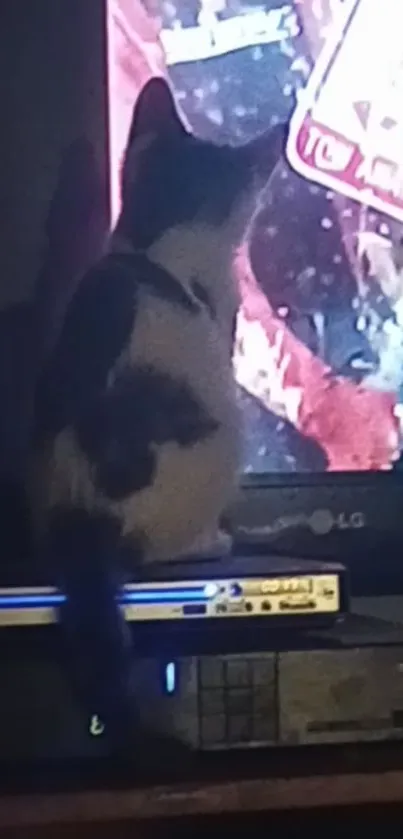 Cat curiously watching TV screen, sitting on DVD player.