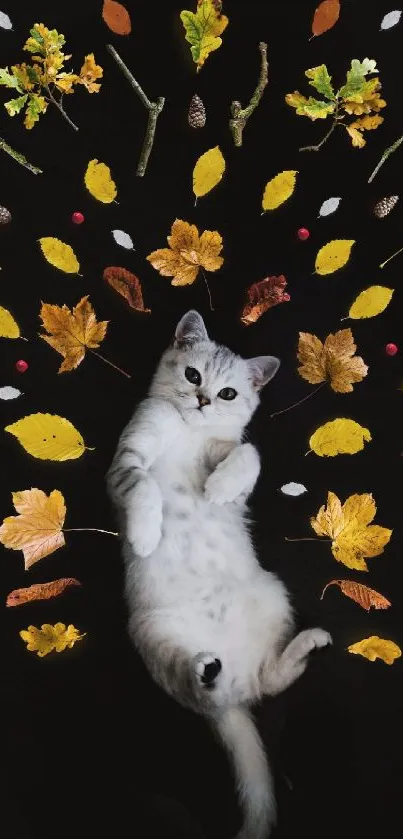 Fluffy cat surrounded by autumn leaves on a black background.