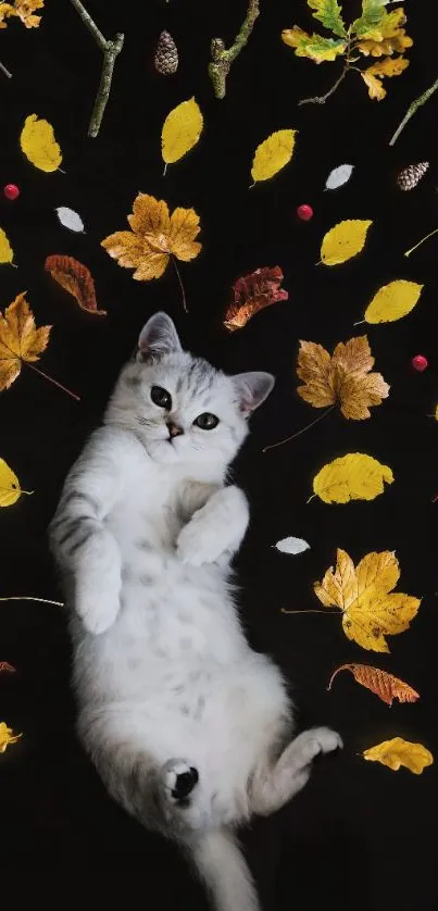 Cute kitten lying on black background with colorful autumn leaves.