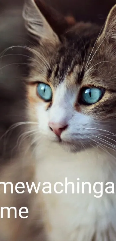 Fluffy cat with blue eyes portrait wallpaper.