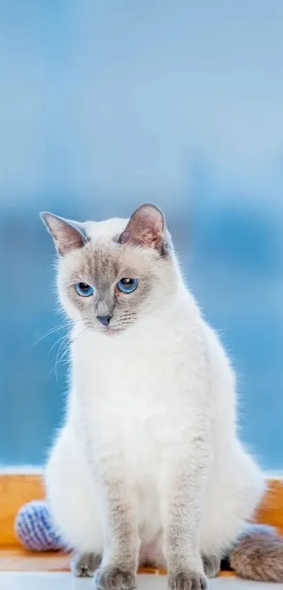 White cat with blue eyes on wooden surface.