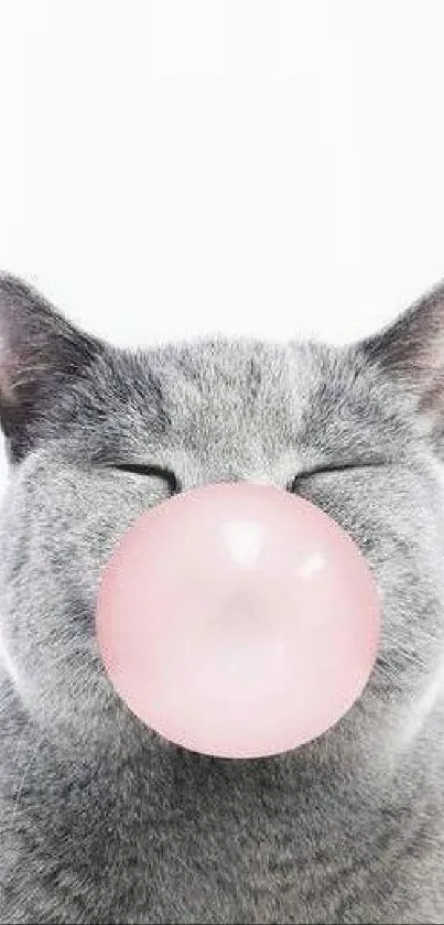 Gray cat with closed eyes blowing a pink bubblegum.