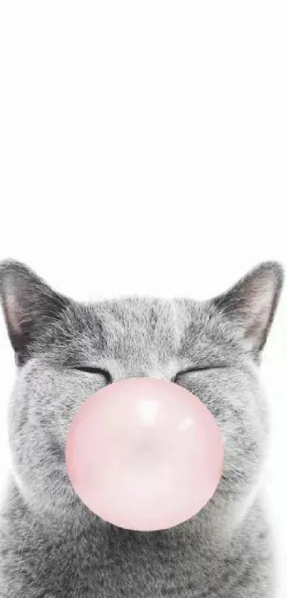 Cute gray cat blows pink bubblegum on white background.