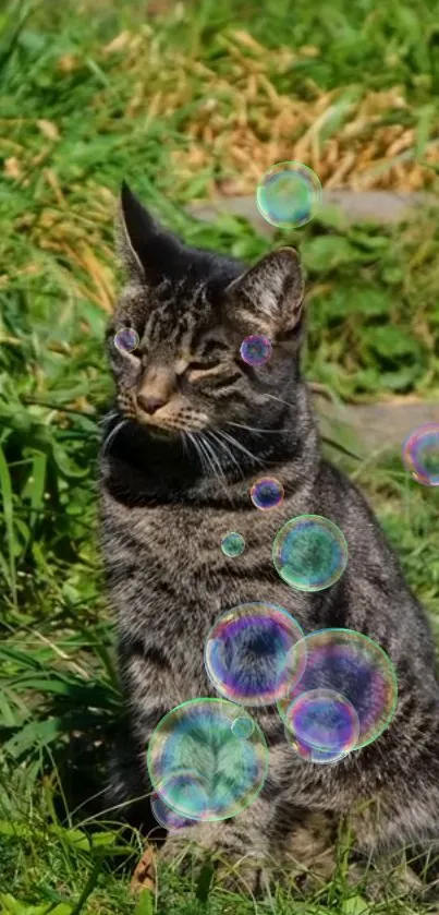 Tabby cat sitting on grass with colorful bubbles floating around.