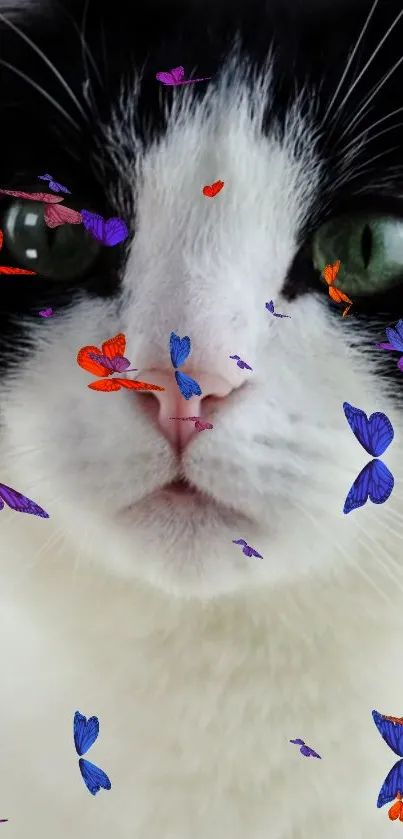 A cute cat with colorful butterflies on its face.