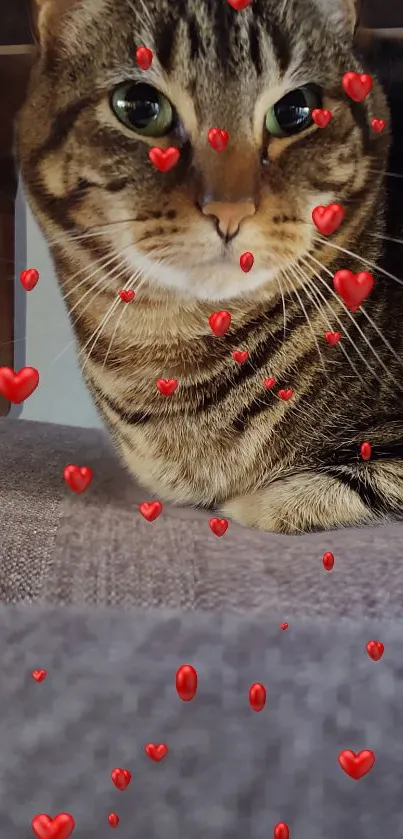 A cute tabby cat surrounded by floating red hearts.