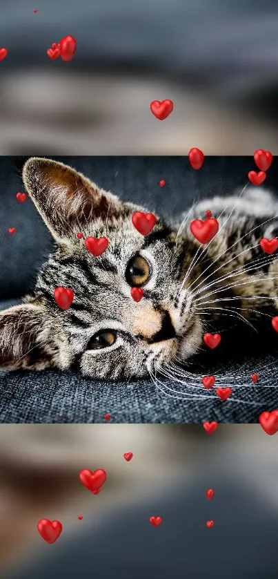 Tabby cat with red hearts on dark gray sofa background.