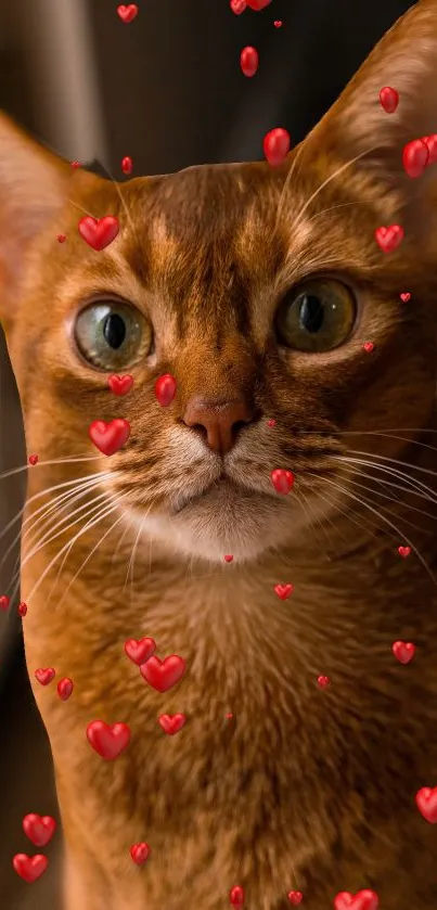 Cute cat with floating red hearts background wallpaper.