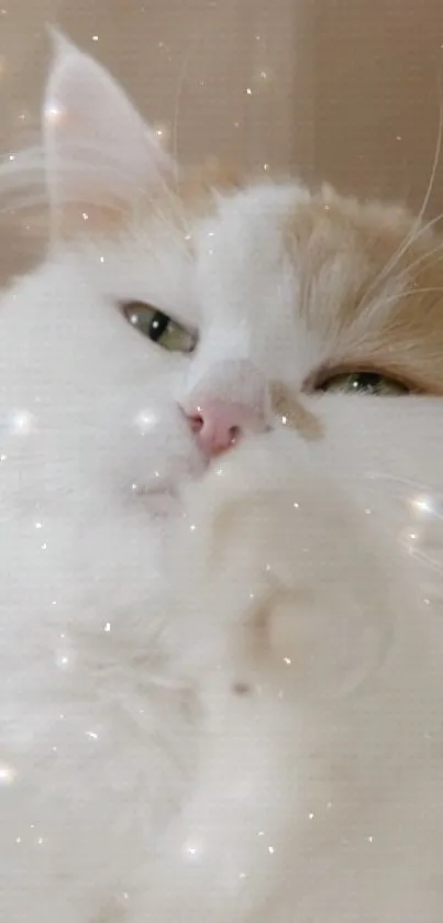 Fluffy cat with glitter stars on face and dreamy eyes.