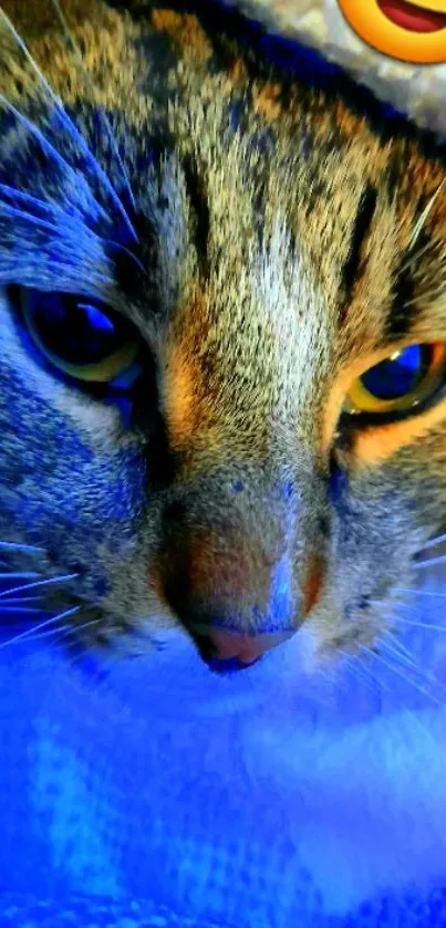 Close-up of a cat with a heart-eyed emoji.