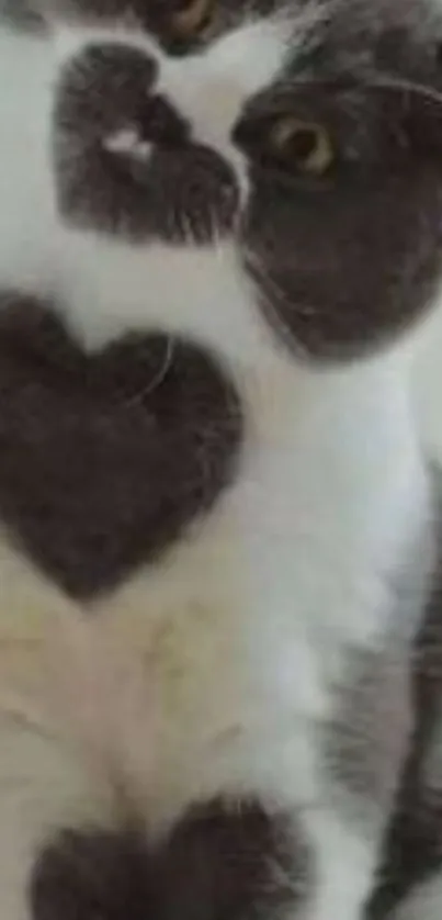 Cat with heart-shaped fur on chest, sitting adorably.