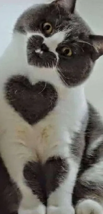 Cute gray and white cat with heart-shaped fur pattern on chest and paws.