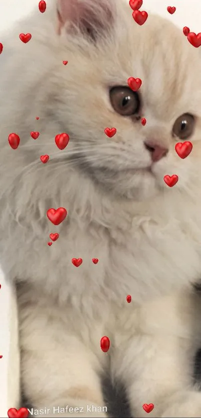 Cream-colored fluffy kitten with red hearts around.