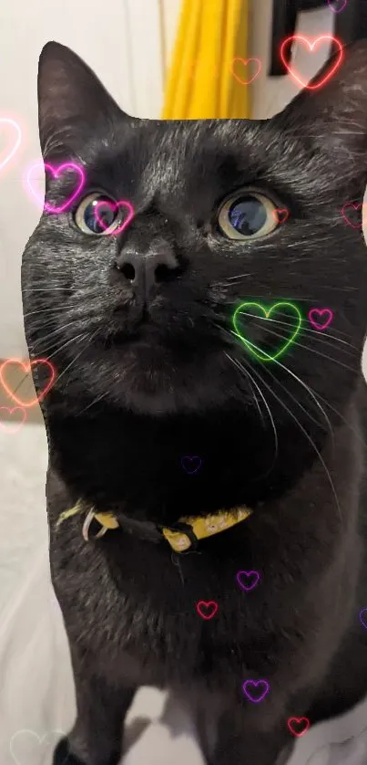 Black cat with neon heart decorations, looking curious.