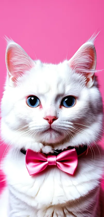 White cat with pink bow on a vibrant pink background.