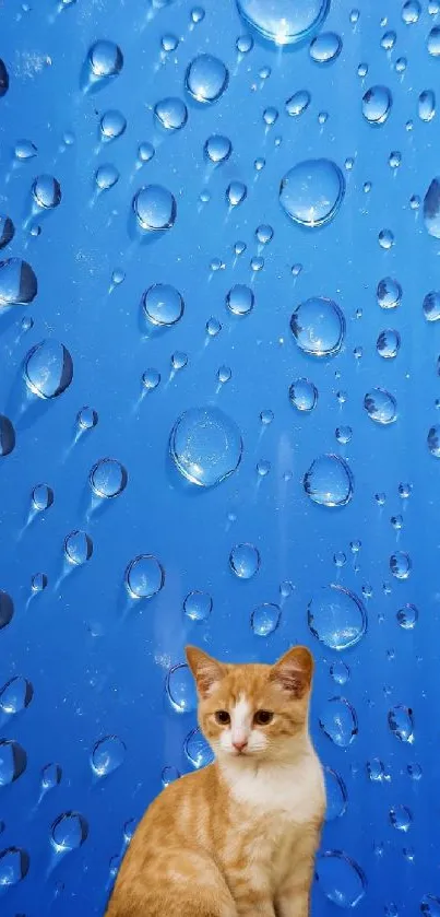 Adorable orange cat with blue raindrop background.