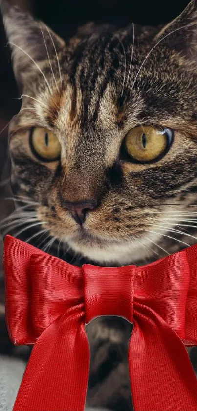 Tabby cat with red bow in a playful pose.