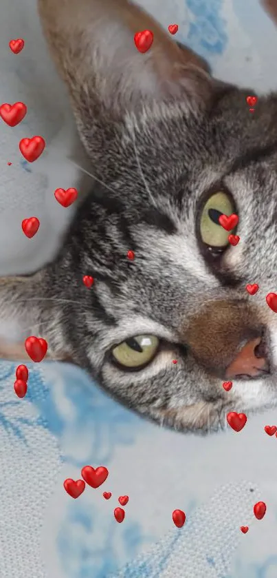 Gray cat with red hearts on wallpaper.