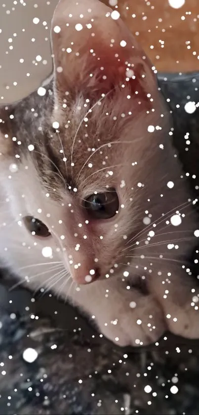 Adorable kitten with snowflakes falling gently around.