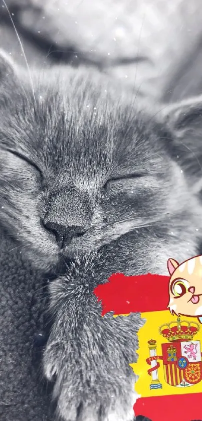 Cute cat sleeping with Spanish map overlay artwork.