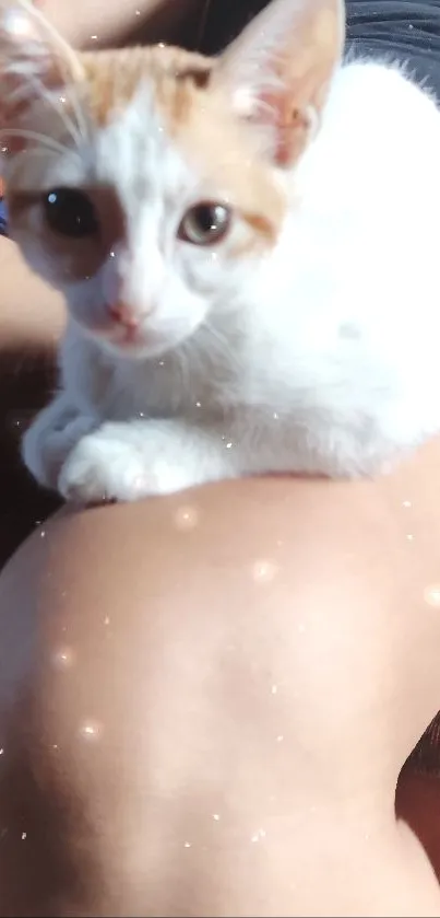 Ginger and white kitten with sparkles on a beige background.