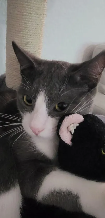 Gray and white cat cuddling a black plush toy on a cozy couch.