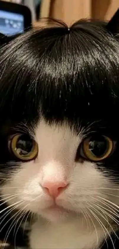 Close-up of a kitten with unique black hairstyle.