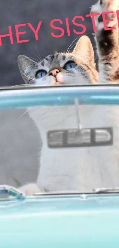 Cute cat wearing sunglasses in a vintage car.