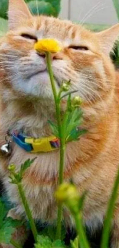 Cute ginger cat smelling yellow flower in garden.