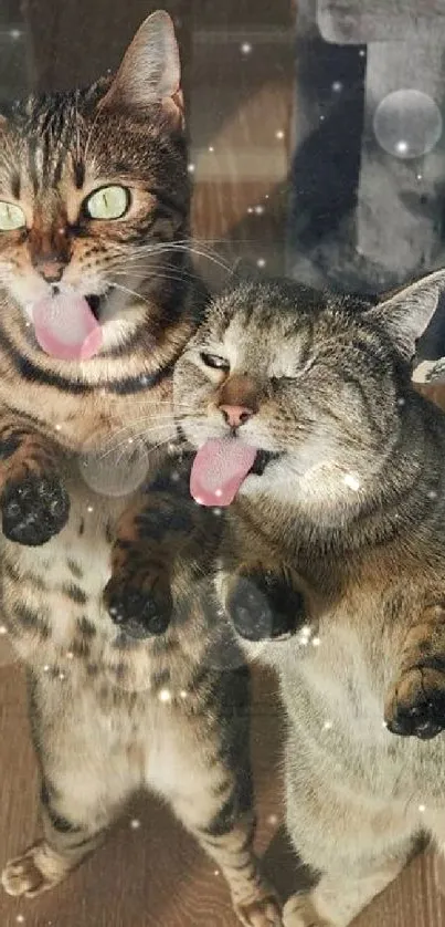 Two playful cats licking glass, displaying cuteness and fun.