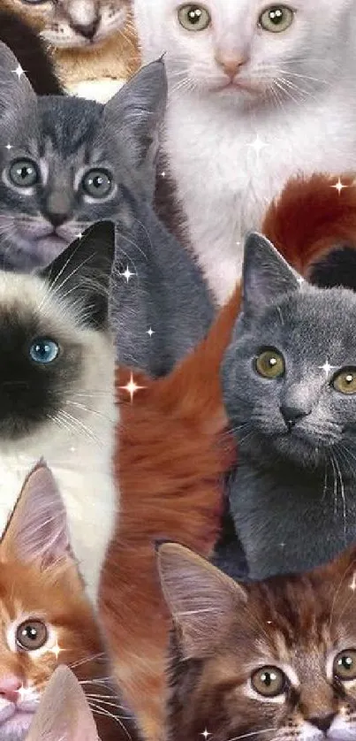 A lively collage of cute cat faces in various colors.