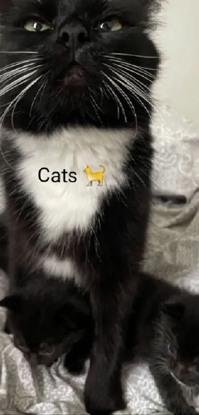 Adorable black and white cats lounging on a cozy bedspread.