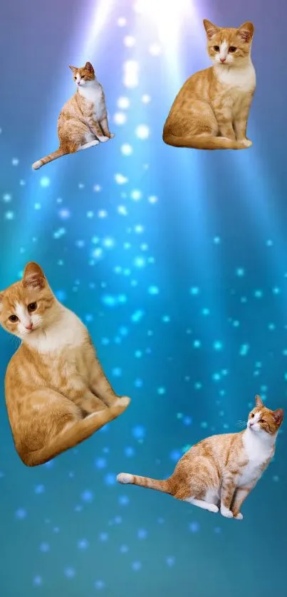 Four cute cats on blue glowing background wallpaper.