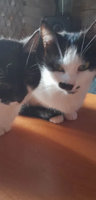 Cute black and white cats resting on a wooden table in cozy lighting.