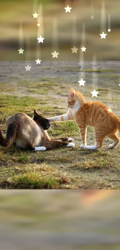 Two cats playing under stars in a natural setting wallpaper.