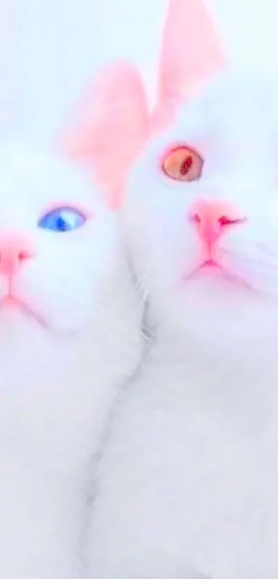 Two white cats with colorful eyes in a mobile wallpaper.