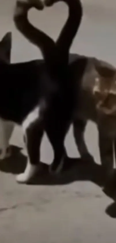 Two cats with tails forming a heart shape on a street.